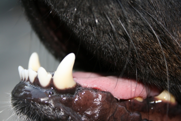 Зубы собаки