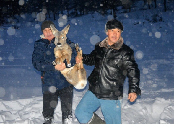 Поступают по-людски: На Алтае охотники помогают погибающим от снега косулям
