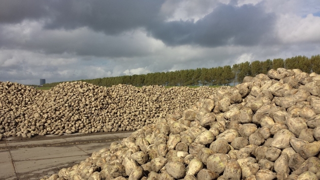 Липецкая область в 2017 году планирует вырастить 6 млн тонн сахарной свёклы
