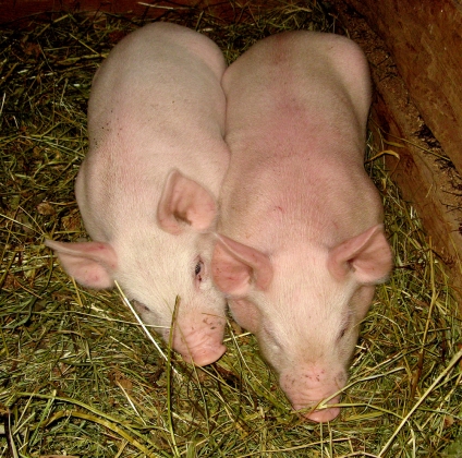 Новые вспышки чумы свиней: На территории всей Кубани могут ввести карантин