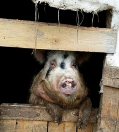 Чума свиней добралась до волгоградского города Котово
