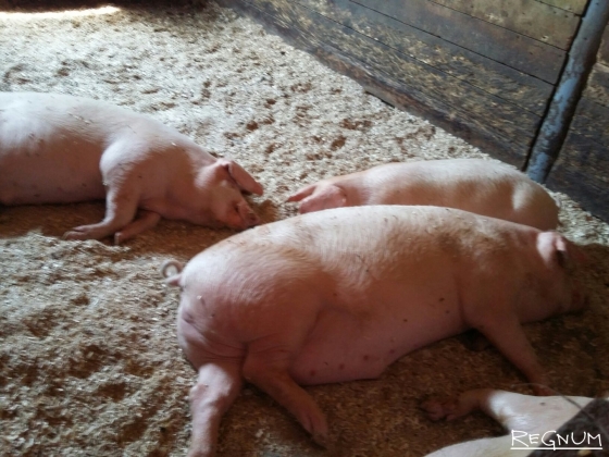 Из-за угрозы чумы свиней в Чувашии объявлен отстрел кабанов