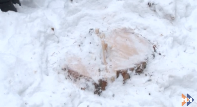 Так выглядит срубленное дерево в реликтовом ленточном бору под Барнаулом
