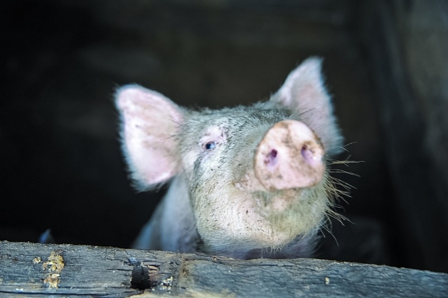 Карантин по чуме свиней снят во всех районах Волгоградской области