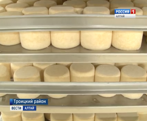 Без имени, но со вкусом: на Алтае выпустили абсолютно новый сорт сыра