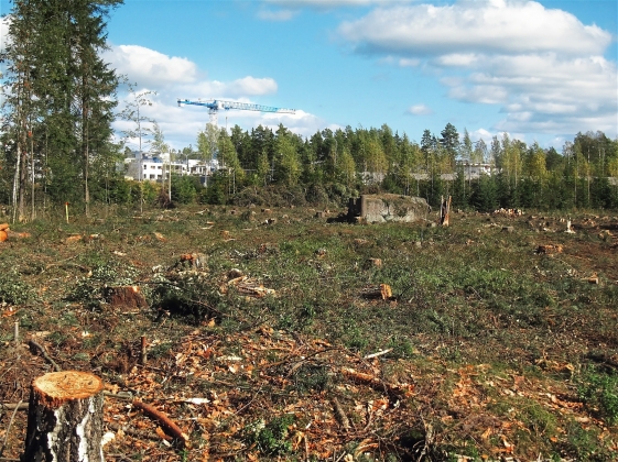 Мэрия Курска требует компенсировать вырубку леса в Шуклинке до 7 января