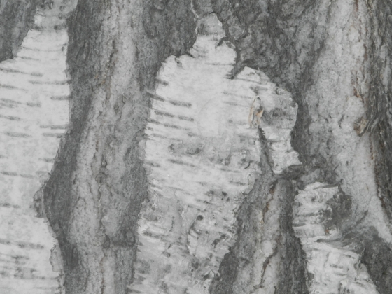 Деревья в Тягунском лесничестве буквально «выкашивали»