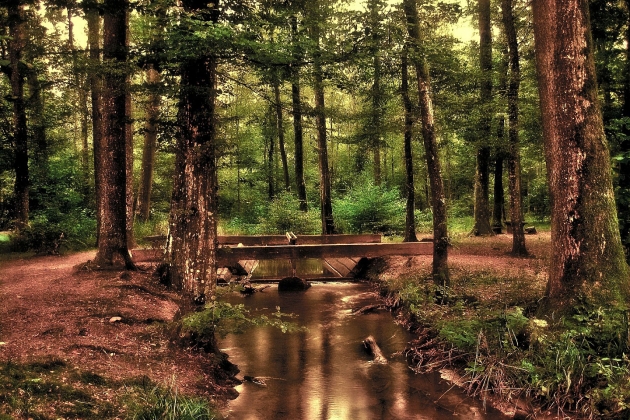 «Тверская область может стать базой для подготовки кадров лесной отрасли»