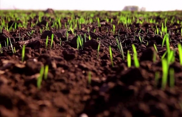 Растениеводство: возможен ли Агротехнологический прорыв?