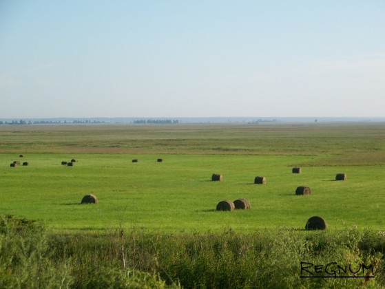 Уборка зерновых на Алтае
