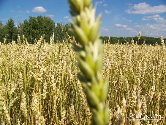 Поля зерновых на Алтае