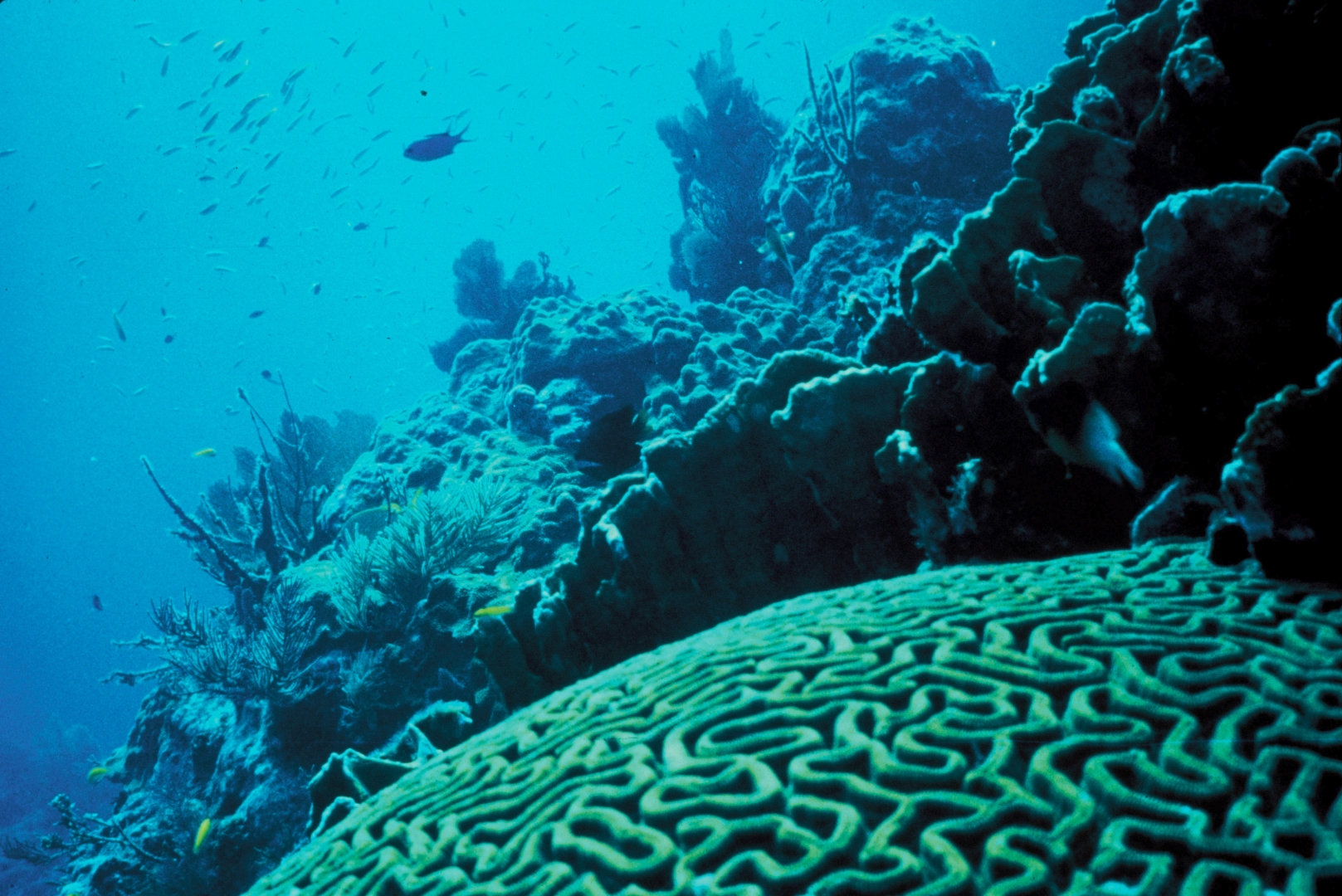 Кораллы в океане