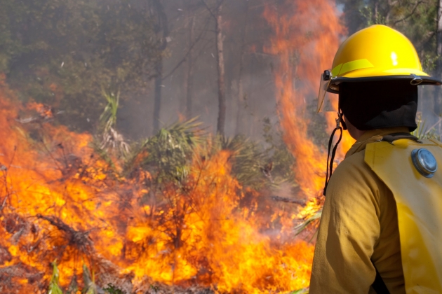 Число лесных пожаров в индийском штате Орисса увеличилось почти на 60%