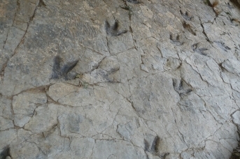 Следы динозавров