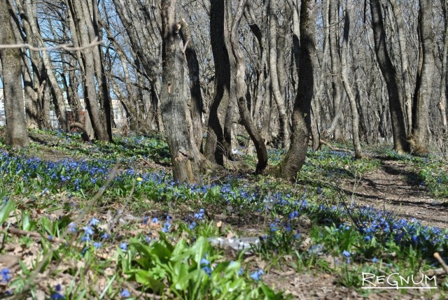 Русский лес весной