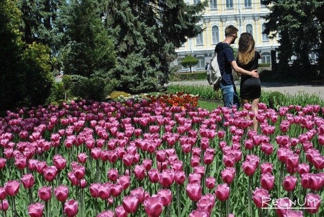 Первомай в Ставрополе: ожили фонтаны, расцвели тюльпаны — фоторепортаж
