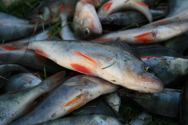 Вылов рыбы в Мурманской области в I квартале 2017 года упал на 2,6%