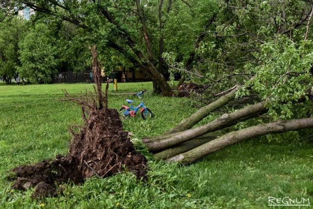 Собянин: Ураганом в Москве повалено 3,5 тысячи деревьев