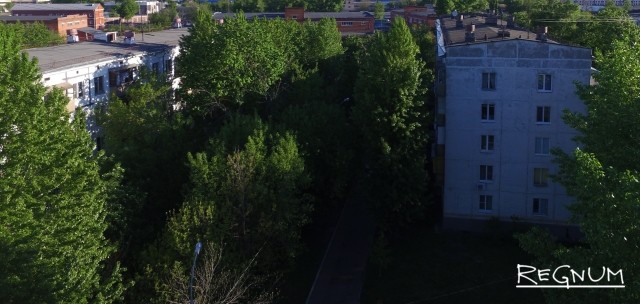 В Москве в зонах реновации высадят деревья-крупномеры