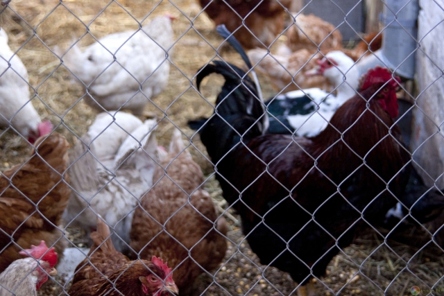 Птичий грипп в Татарии: производители подняли отпускные цены на яйцо