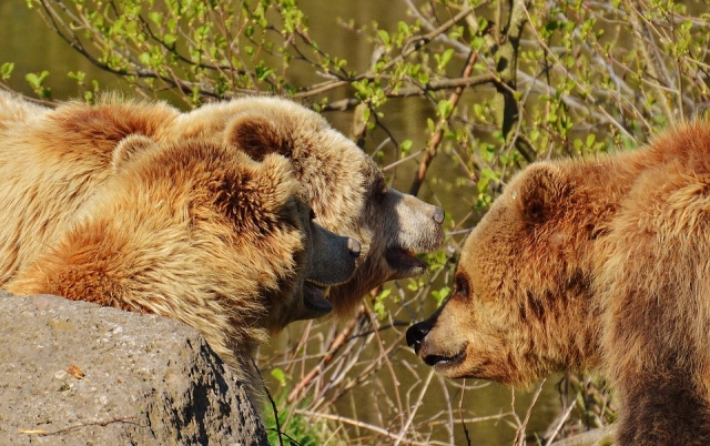 Медведи «закрыли» детскую «Школу безопасности» на Сахалине