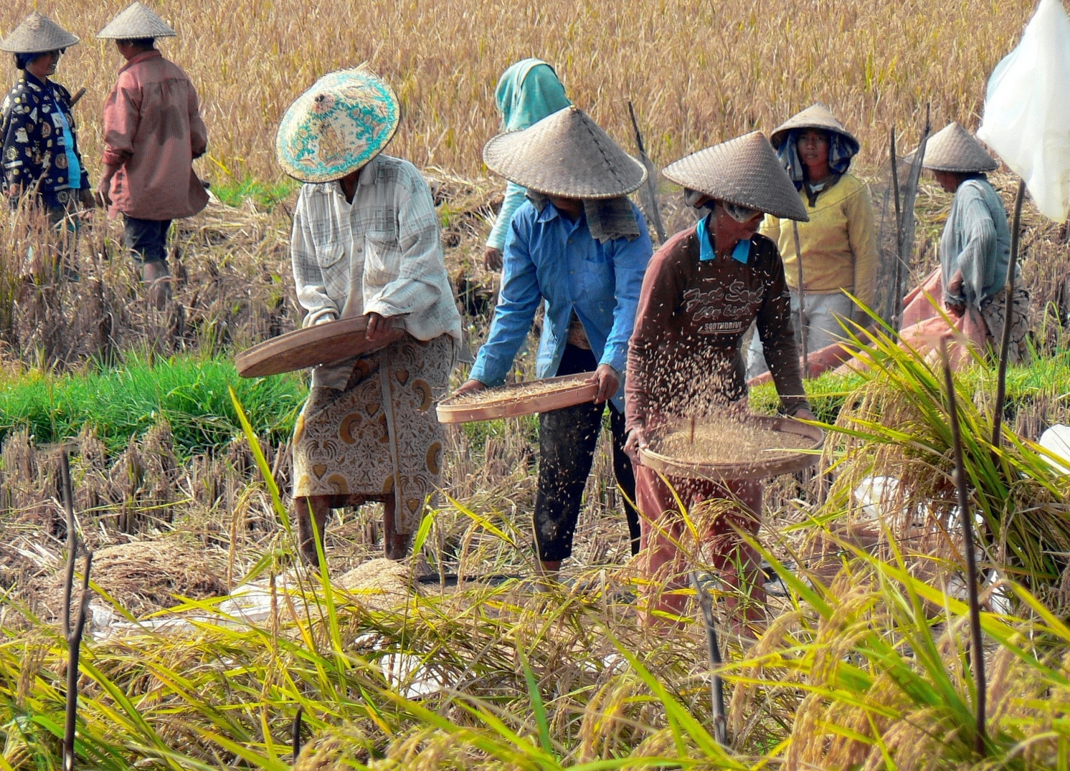 Растениеводство в Индонезии