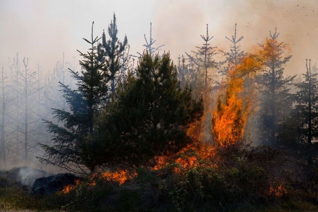 В Бурятии лесные пожары бушуют на площади более 1,4 тыс. га