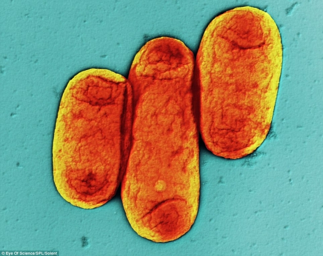 Бактерия чумы