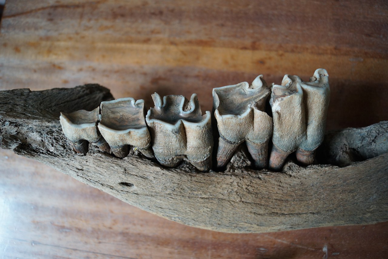 Зубами по шерсти. Зуб шерстистого носорога. Челюсть шерстистого носорога. Зубы шерстистого носорога древние.