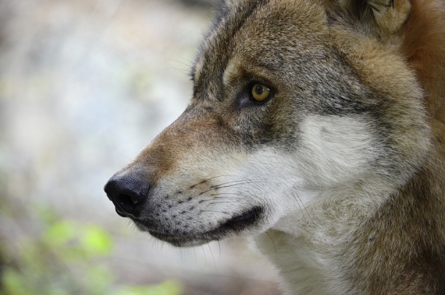 «Лесная сказка»: в барнаульском зоопарке волк покалечил трехлетнего ребенка
