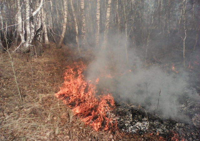 Лесной пожар на Алтае