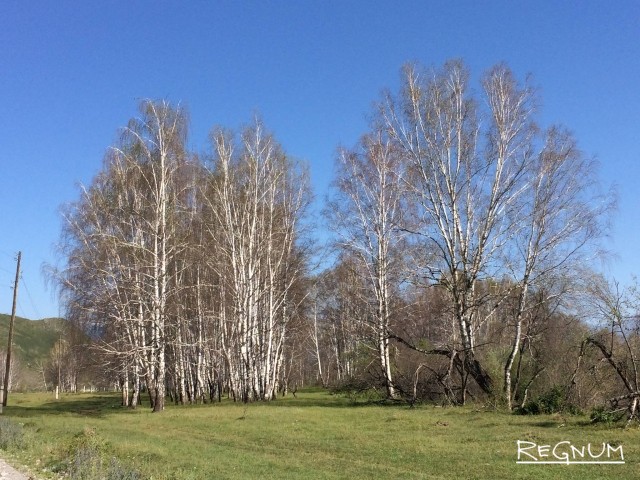 Вид объеденных шелкопрядом лесов удовлетворяет новосибирские власти