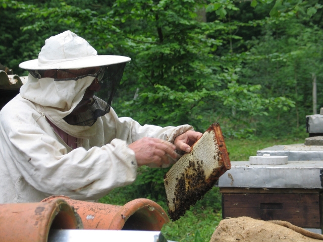 В пчеловодах Подмосковья увидели «самозванцев»: дело в спорном конкурсе