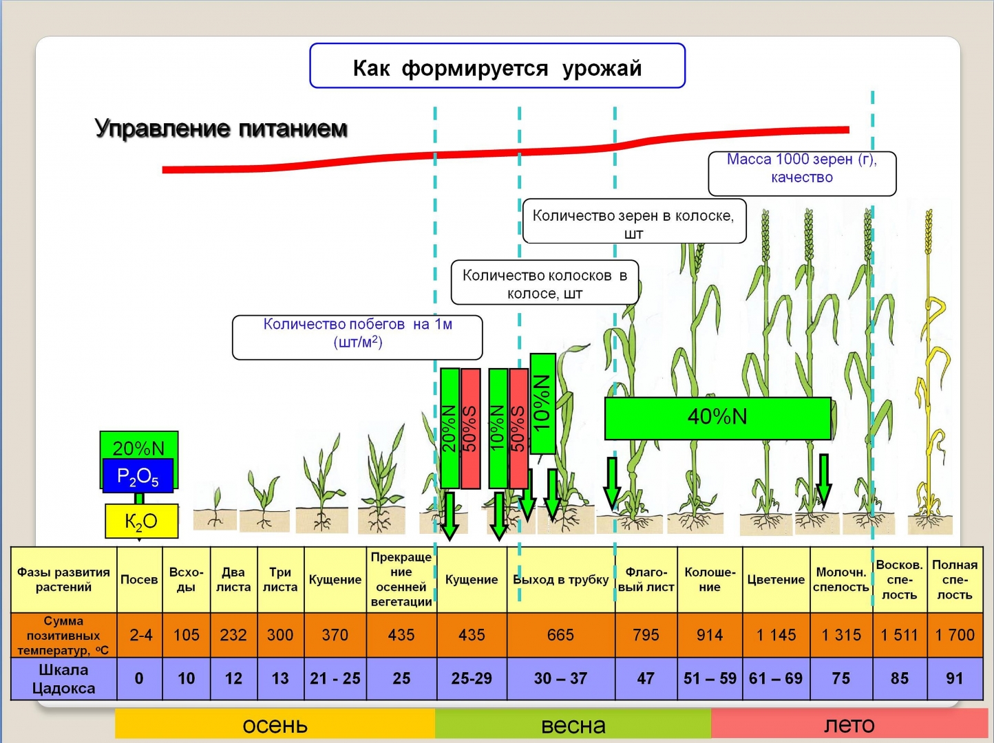 Фазы вегетации озимой пшеницы