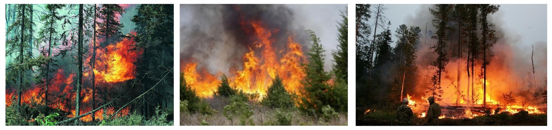 Особенности природного пожара. Природные пожары ЧС. Лесной пожар коллаж. Природные пожары коллаж. Пожар в разных местах.