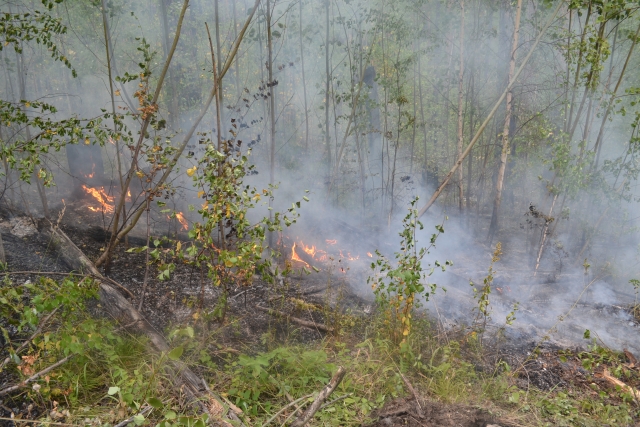 Крупный лесной пожар тушат в Нижегородской области