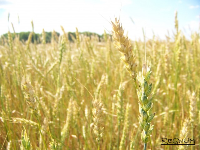 Зерновые на алтайском поле