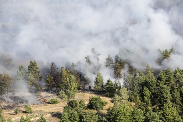 Пепелище вместо леса: на борьбу с огнем на Дону брошено подкрепление