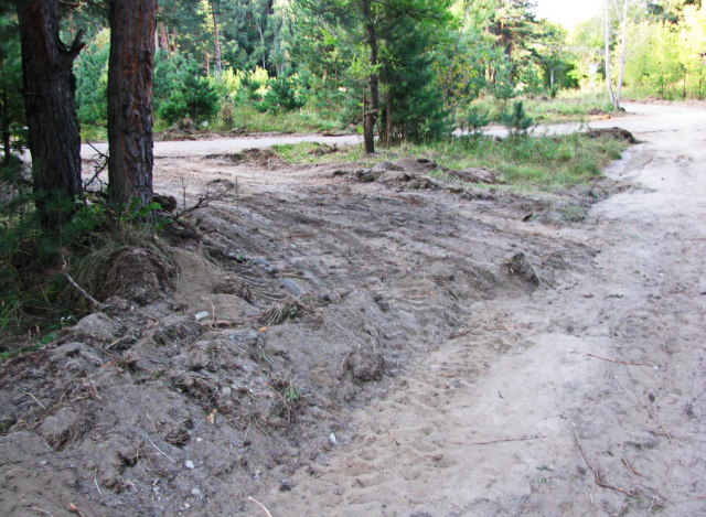 Варвары, которые в августе 2016 года ради прокладки асфальтовой спортивной трассы искорежили грейдером реликтовый сосновый лес в Бийске