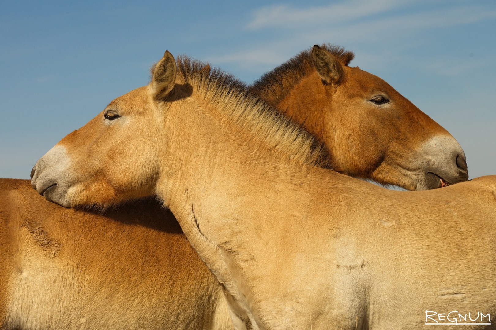 Лошадь пржевальского фото