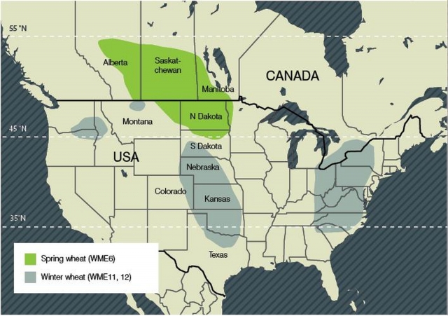 Основные регионы выращивания яровой и озимой пшеницы (USDA, 2008 г.)