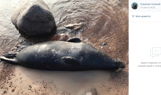 Ученые назвали основную версию массовой гибели тюленей в Дагестане