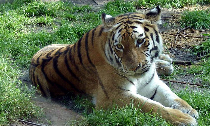 Минздрав Приморья: девушка после нападения тигра выжила и находится в состоянии средней тяжести