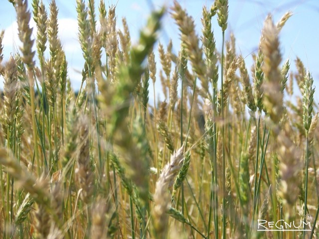 Алтайская пшеница