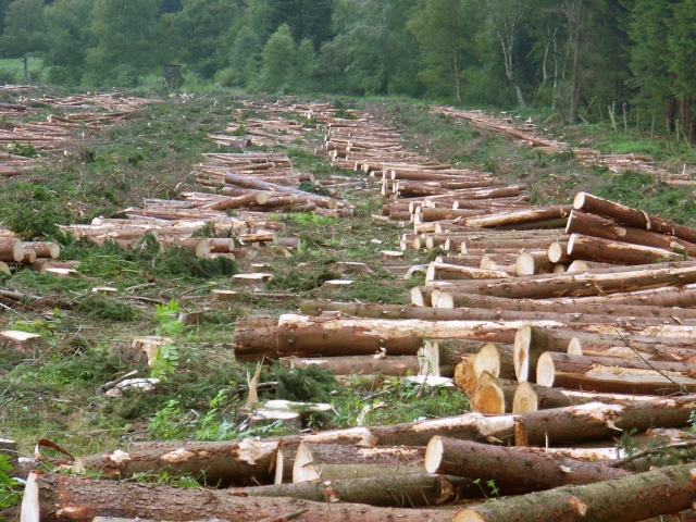 Вырубленный лес 
