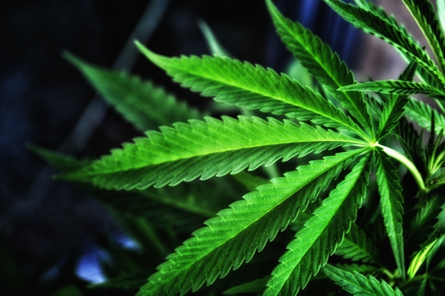 Потребление марихуаны в Грузии стало не наказуемым