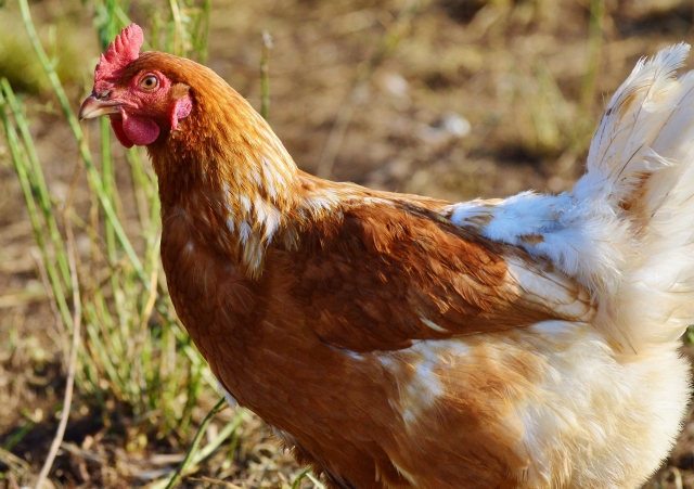 В Эмиратах и Белоруссии введен запрет на ввоз костромских куриц
