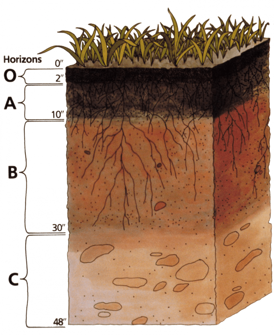 структурированию почвы увеличению гумусного
