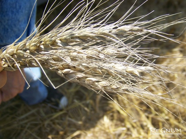Пшеница в колосе