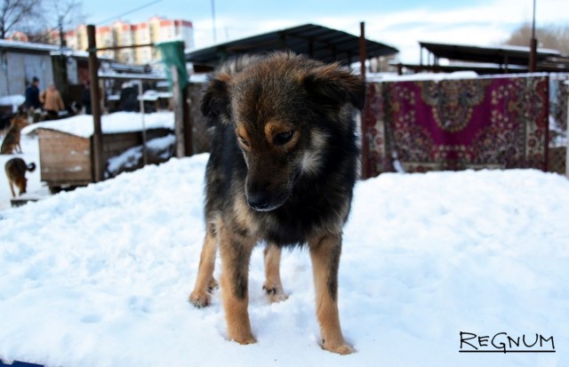 Бешеная белгородская собака покусала 17 человек